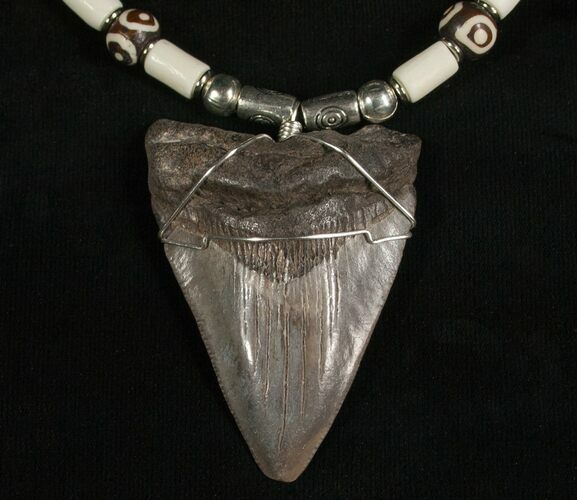 Megalodon Tooth Necklace - tooth #5572